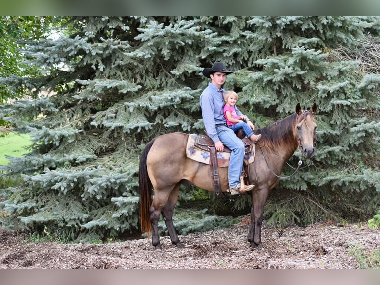 American Quarter Horse Ruin 12 Jaar 150 cm Buckskin in LISBON, IA