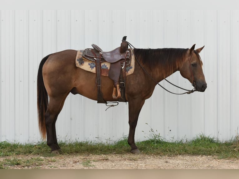 American Quarter Horse Ruin 12 Jaar 150 cm Buckskin in LISBON, IA