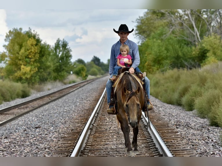 American Quarter Horse Ruin 12 Jaar 150 cm Buckskin in LISBON, IA