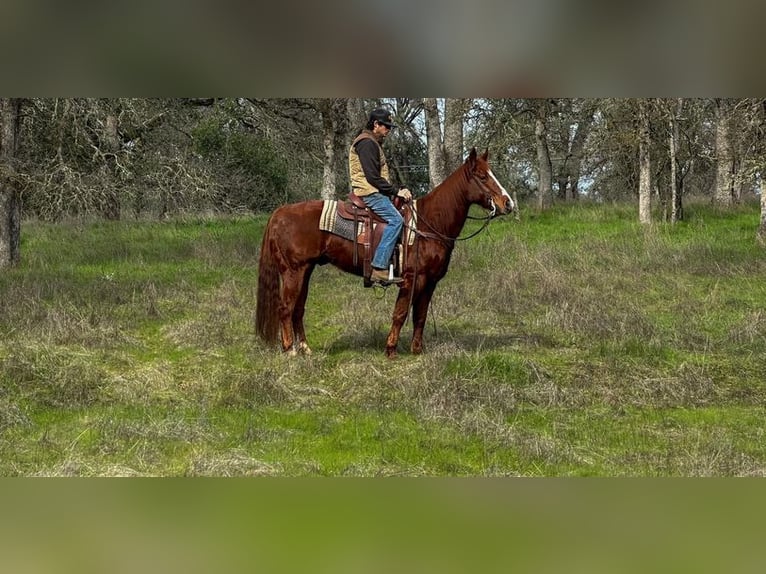 American Quarter Horse Ruin 12 Jaar 150 cm Donkere-vos in Pleasant Grove, CA