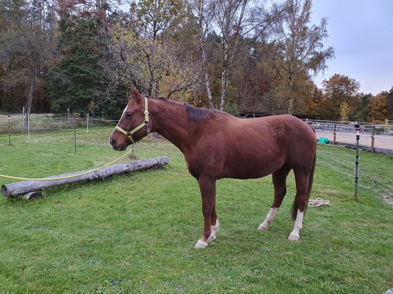 American Quarter Horse Ruin 12 Jaar 150 cm Donkere-vos in Uehlfeld