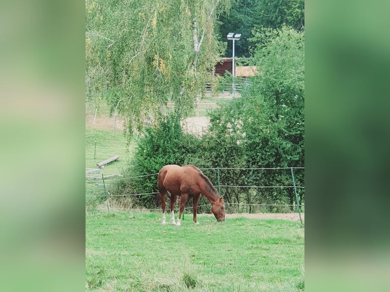American Quarter Horse Ruin 12 Jaar 150 cm Donkere-vos in Uehlfeld