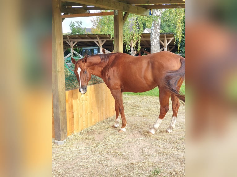 American Quarter Horse Ruin 12 Jaar 150 cm Donkere-vos in Uehlfeld