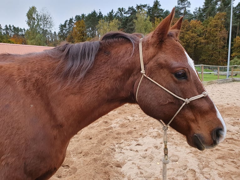 American Quarter Horse Ruin 12 Jaar 150 cm Donkere-vos in Uehlfeld