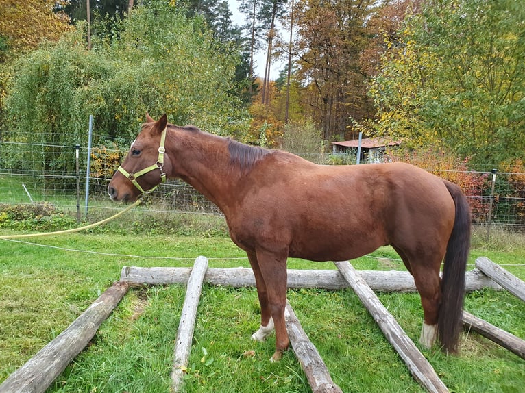 American Quarter Horse Ruin 12 Jaar 150 cm Donkere-vos in Uehlfeld