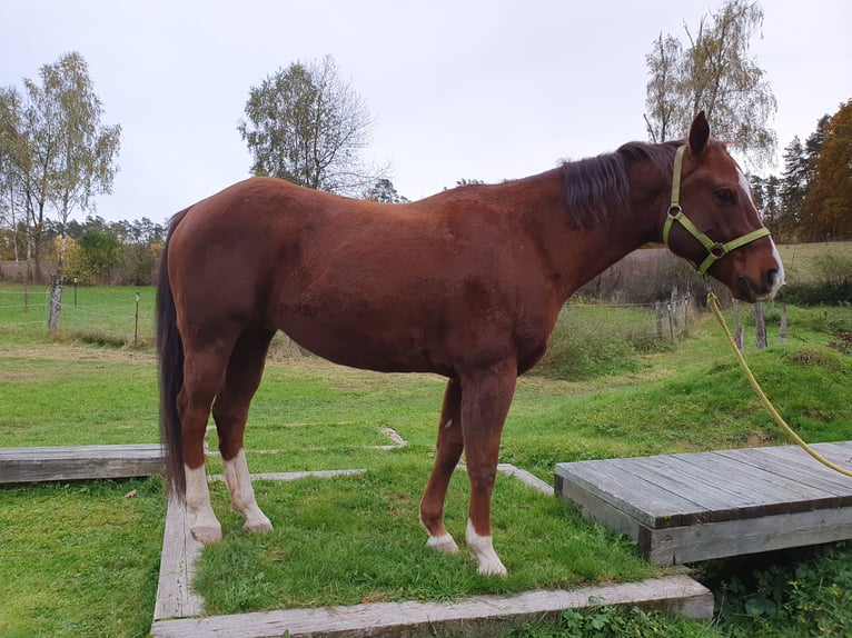 American Quarter Horse Ruin 12 Jaar 150 cm Donkere-vos in Uehlfeld