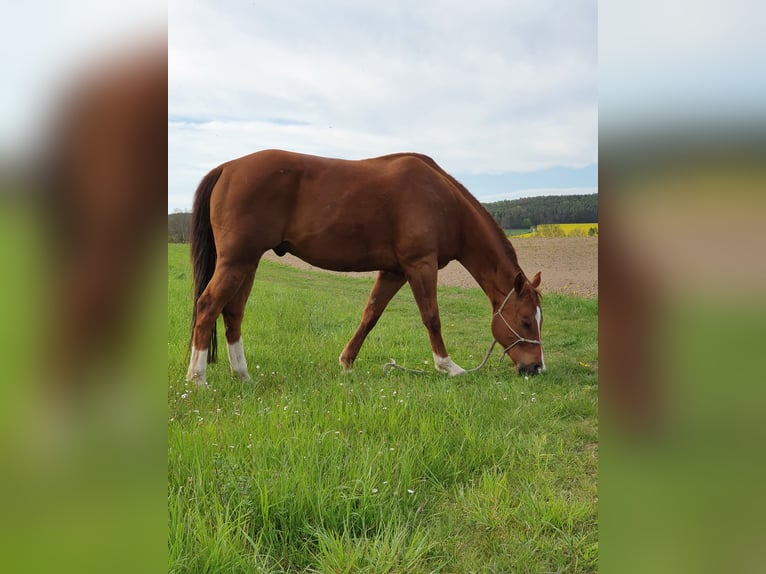 American Quarter Horse Ruin 12 Jaar 150 cm Donkere-vos in Uehlfeld