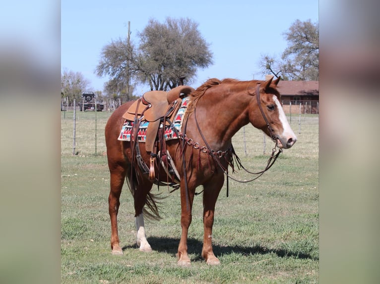 American Quarter Horse Ruin 12 Jaar 150 cm Donkere-vos in Lipan TX
