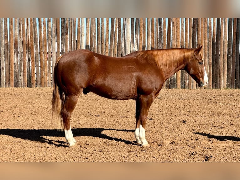 American Quarter Horse Ruin 12 Jaar 150 cm Donkere-vos in Stephenville TX