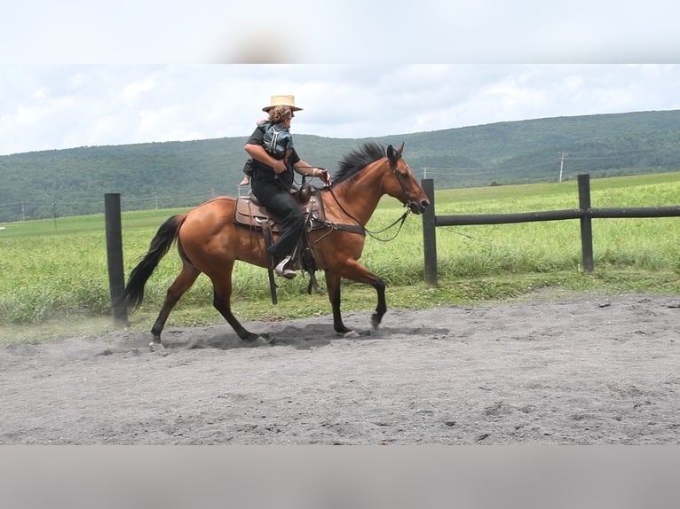 American Quarter Horse Ruin 12 Jaar 150 cm Falbe in Rebersburg