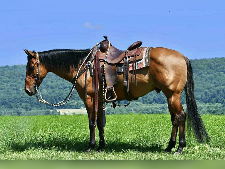 American Quarter Horse Ruin 12 Jaar 150 cm Falbe in Rebersburg