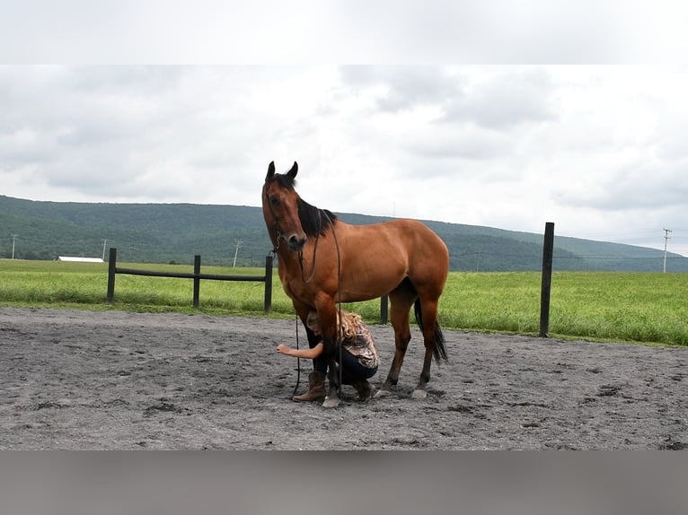 American Quarter Horse Ruin 12 Jaar 150 cm Falbe in Rebersburg
