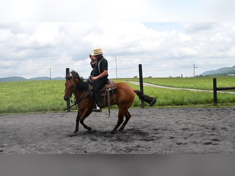 American Quarter Horse Ruin 12 Jaar 150 cm Falbe in Rebersburg