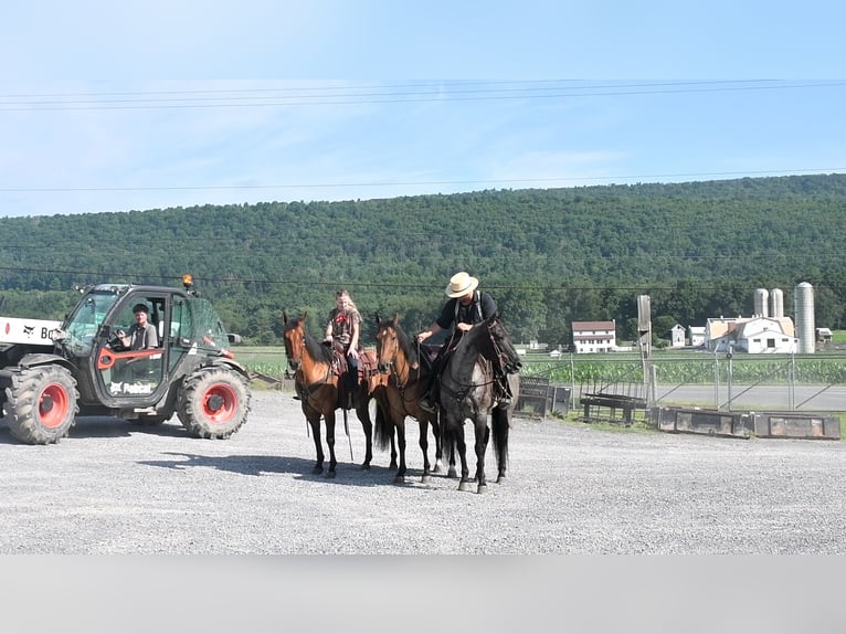 American Quarter Horse Ruin 12 Jaar 150 cm Falbe in Rebersburg