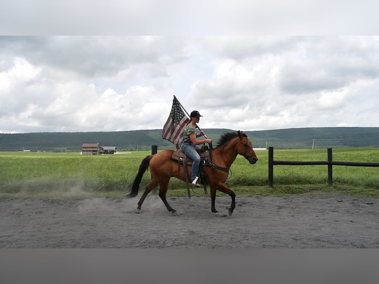 American Quarter Horse Ruin 12 Jaar 150 cm Falbe in Rebersburg