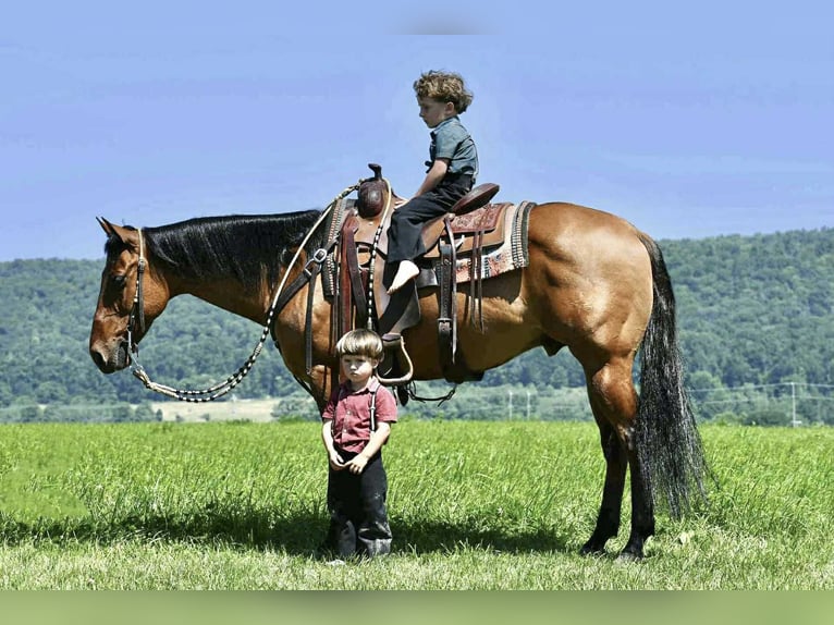 American Quarter Horse Ruin 12 Jaar 150 cm Falbe in Rebersburg