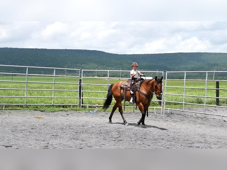American Quarter Horse Ruin 12 Jaar 150 cm Falbe in Rebersburg