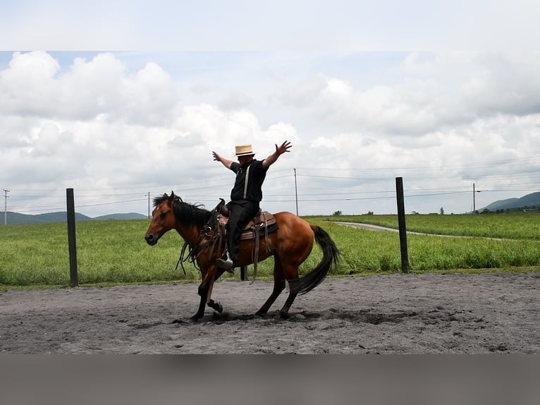 American Quarter Horse Ruin 12 Jaar 150 cm Falbe in Rebersburg