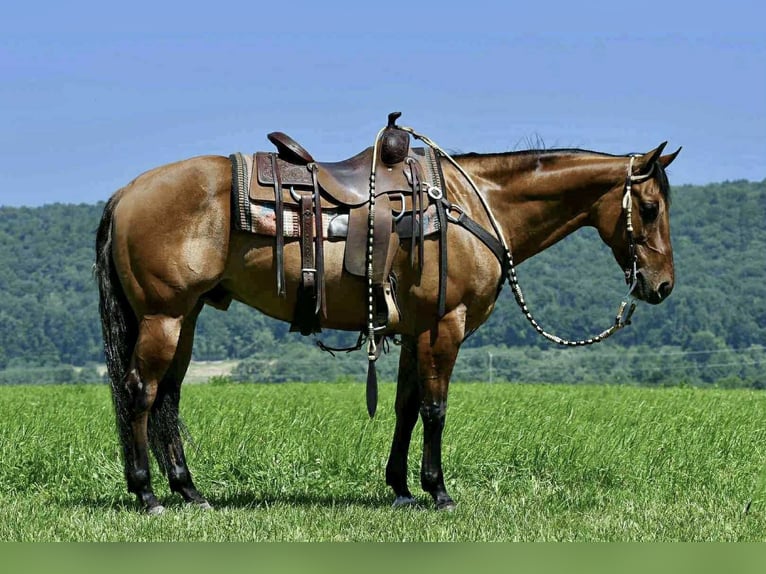 American Quarter Horse Ruin 12 Jaar 150 cm Falbe in Rebersburg