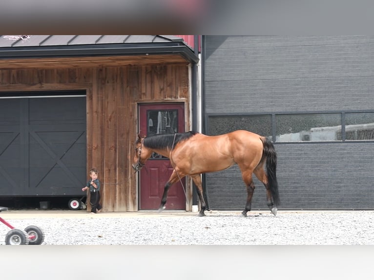 American Quarter Horse Ruin 12 Jaar 150 cm Falbe in Rebersburg