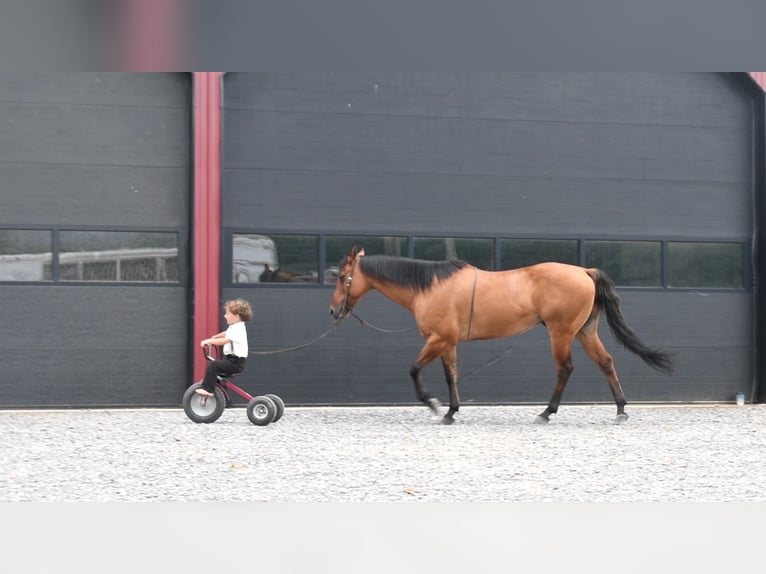 American Quarter Horse Ruin 12 Jaar 150 cm Falbe in Rebersburg