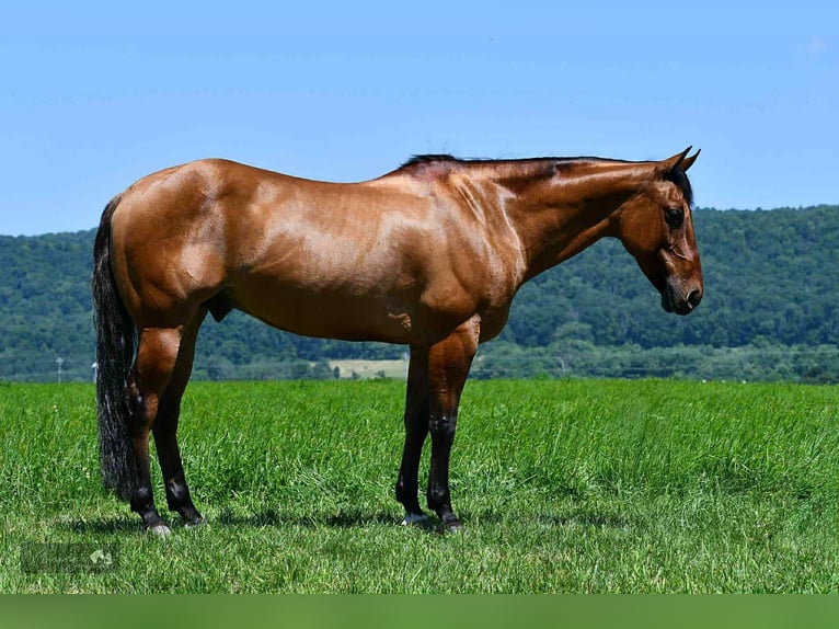 American Quarter Horse Ruin 12 Jaar 150 cm Falbe in Rebersburg
