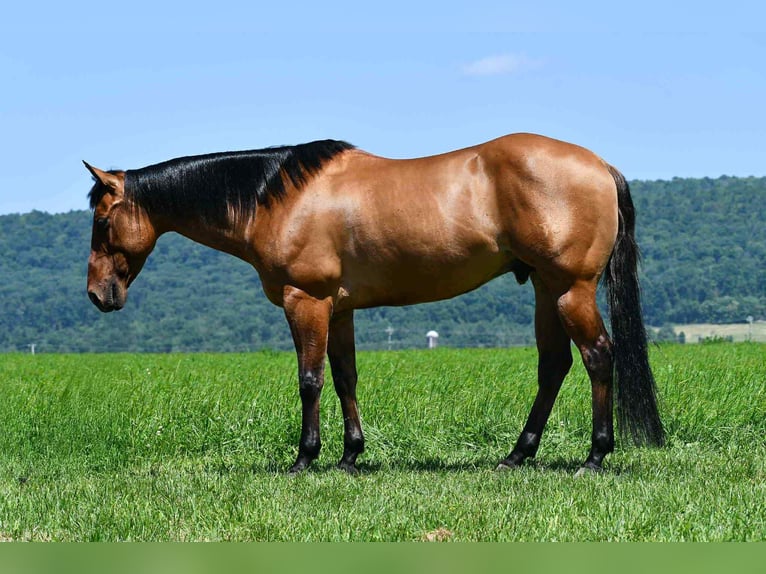American Quarter Horse Ruin 12 Jaar 150 cm Falbe in Rebersburg