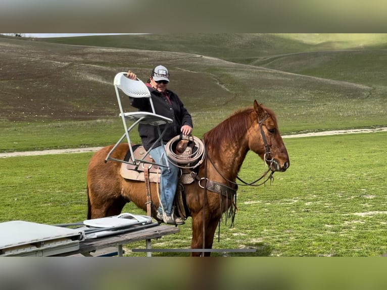 American Quarter Horse Ruin 12 Jaar 150 cm Falbe in Paicines CA