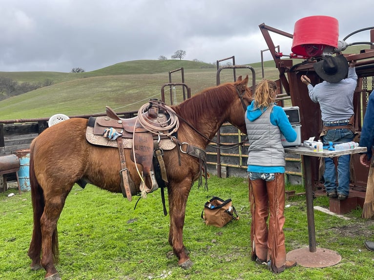 American Quarter Horse Ruin 12 Jaar 150 cm Falbe in Paicines CA