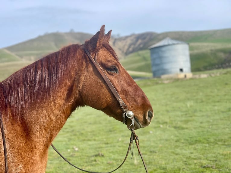 American Quarter Horse Ruin 12 Jaar 150 cm Falbe in Paicines CA