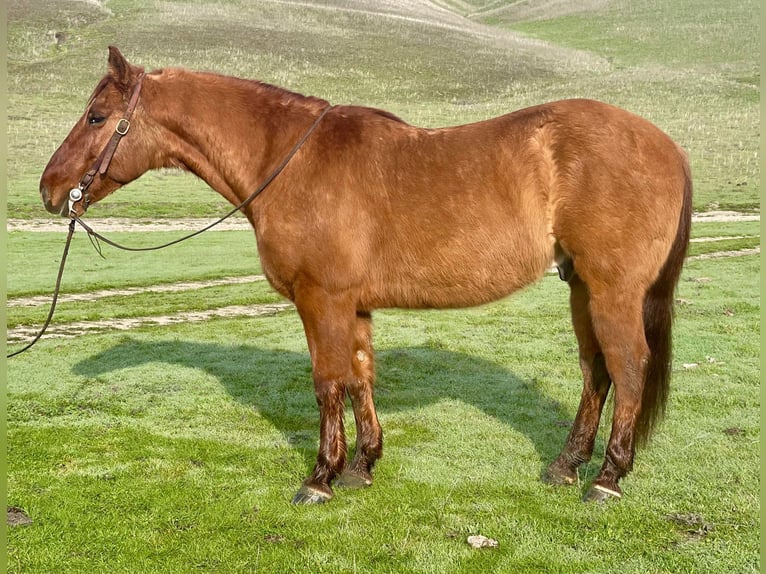 American Quarter Horse Ruin 12 Jaar 150 cm Falbe in Paicines CA