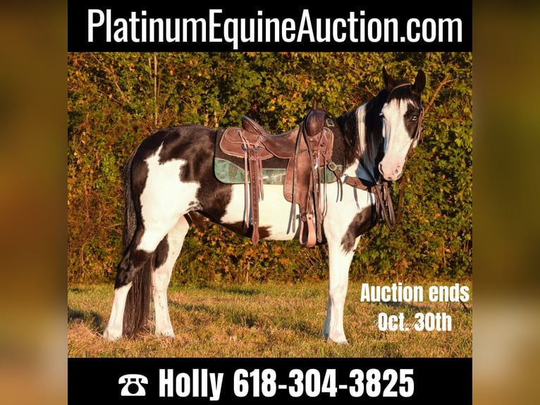 American Quarter Horse Ruin 12 Jaar 150 cm Overo-alle-kleuren in Greenville KY