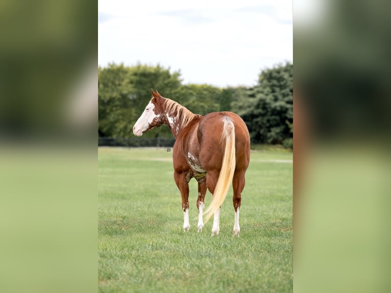 American Quarter Horse Ruin 12 Jaar 150 cm Overo-alle-kleuren in Lisbon IA