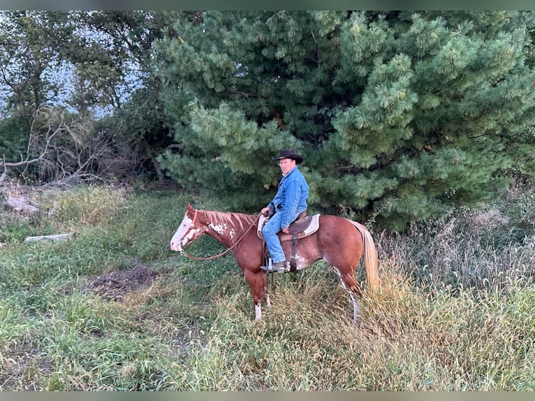 American Quarter Horse Ruin 12 Jaar 150 cm Overo-alle-kleuren in Lisbon IA