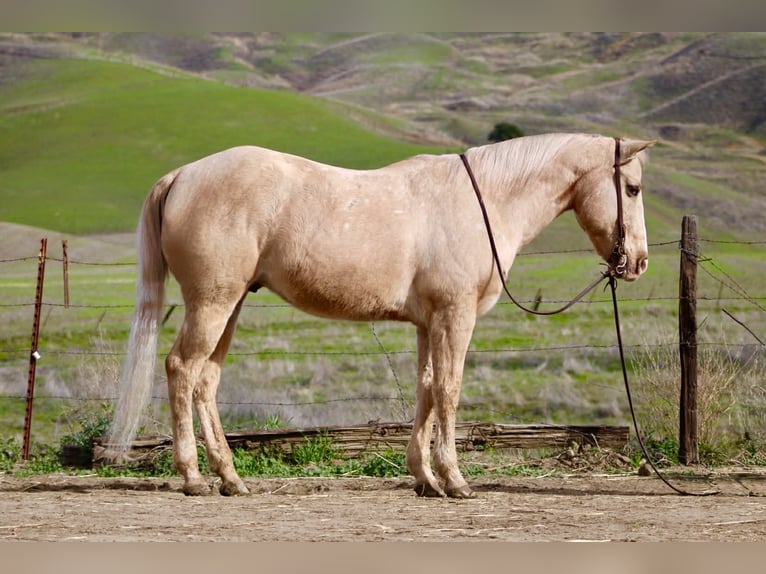 American Quarter Horse Ruin 12 Jaar 150 cm Palomino in Paicines CA