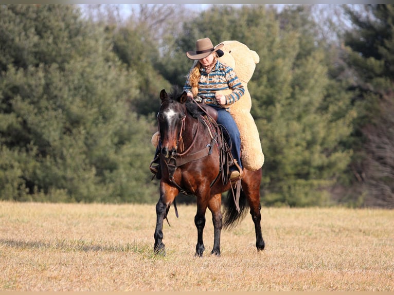 American Quarter Horse Ruin 12 Jaar 150 cm Roan-Bay in Clarion, PA