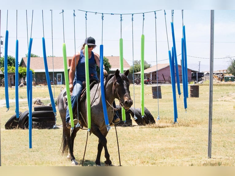 American Quarter Horse Ruin 12 Jaar 150 cm Roan-Blue in Valley Springs CA