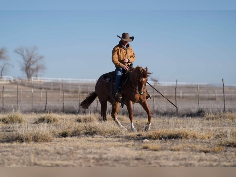 American Quarter Horse Ruin 12 Jaar 150 cm Roan-Red in Marshall, MO