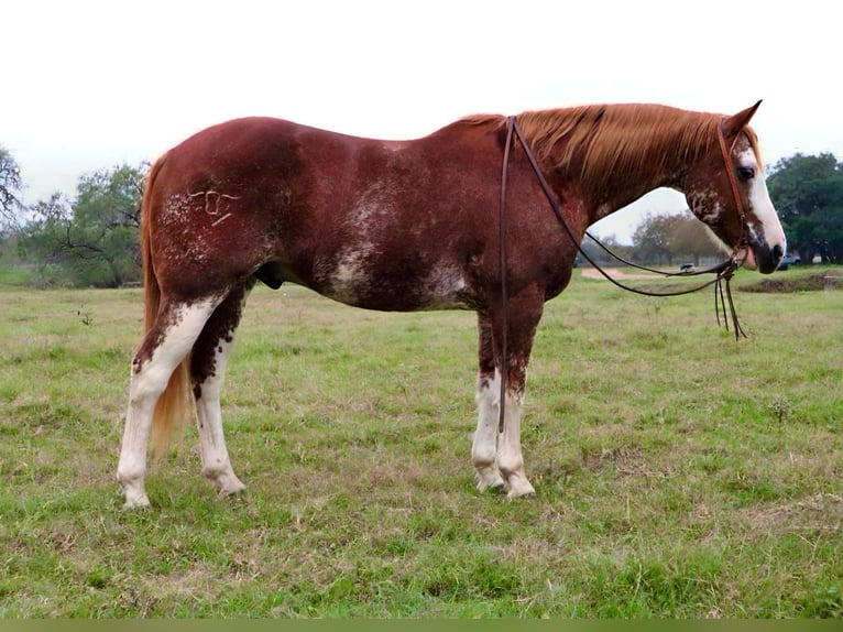 American Quarter Horse Ruin 12 Jaar 150 cm Roan-Red in Victoria, TX