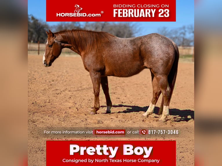 American Quarter Horse Ruin 12 Jaar 150 cm Roan-Red in Weatherford