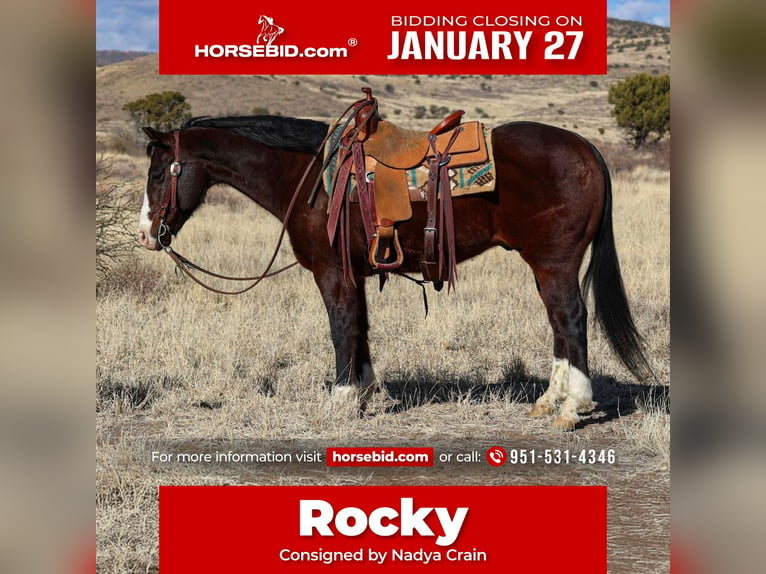 American Quarter Horse Ruin 12 Jaar 150 cm Roodbruin in Camp Verde, AZ