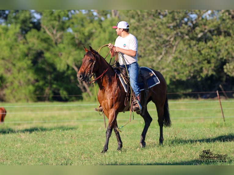 American Quarter Horse Ruin 12 Jaar 150 cm Roodbruin in Canton