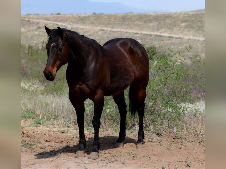 American Quarter Horse Ruin 12 Jaar 150 cm Roodbruin in Camp Verde AZ