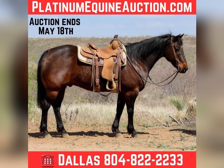 American Quarter Horse Ruin 12 Jaar 150 cm Roodbruin in Camp Verde AZ