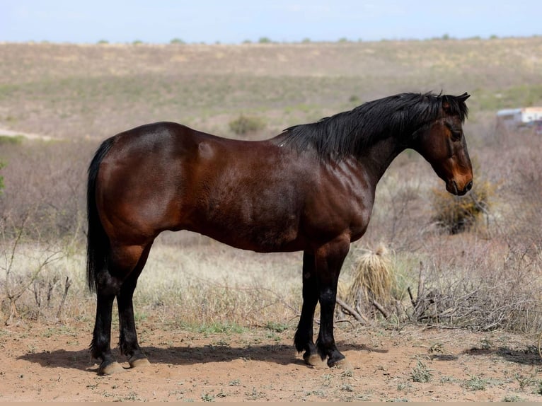 American Quarter Horse Ruin 12 Jaar 150 cm Roodbruin in Camp Verde AZ