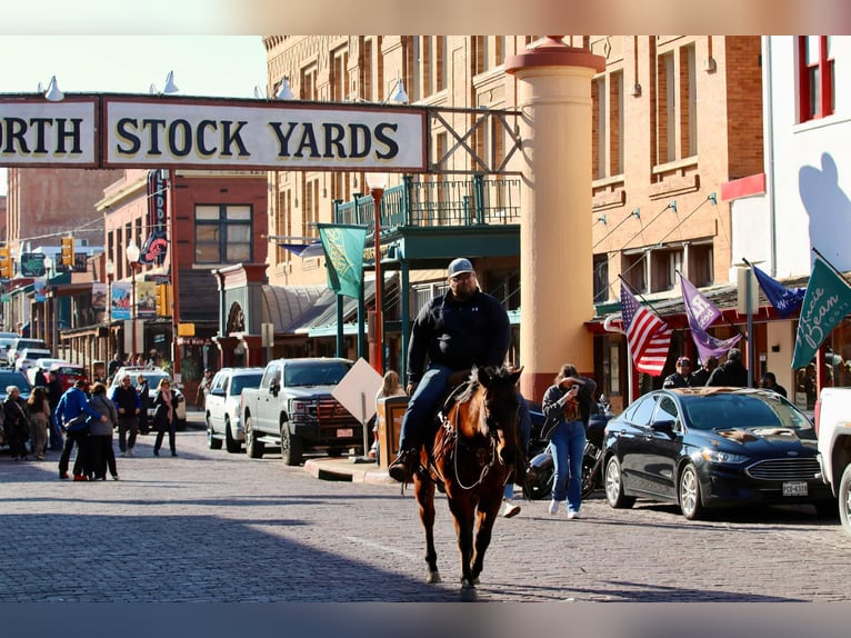 American Quarter Horse Ruin 12 Jaar 150 cm Roodbruin in Lipan TX