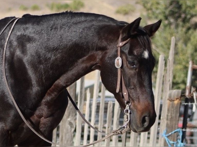 American Quarter Horse Ruin 12 Jaar 150 cm Roodbruin in Paicines CA