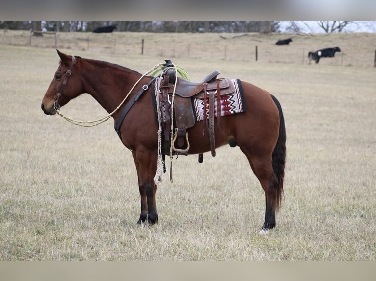 American Quarter Horse Ruin 12 Jaar 150 cm Roodbruin in thompkinsville KY