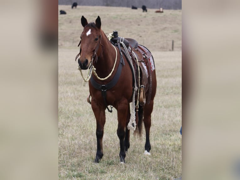 American Quarter Horse Ruin 12 Jaar 150 cm Roodbruin in thompkinsville KY