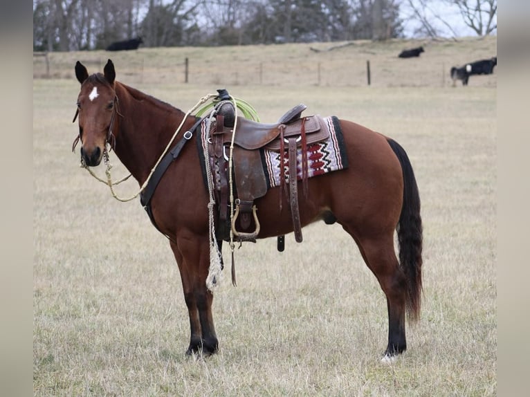 American Quarter Horse Ruin 12 Jaar 150 cm Roodbruin in thompkinsville KY